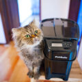 PetSafe Healthy Pet Simply Feed