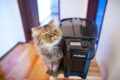 PetSafe Healthy Pet Simply Feed