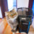 PetSafe Healthy Pet Simply Feed